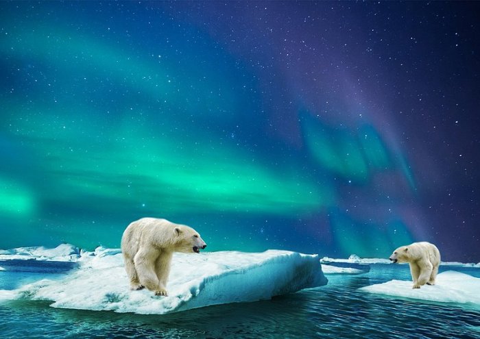 Polar Bear Glass Bear Polar Animal Aurora 